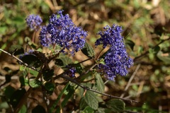 Ceanothus tomentosus tomentosus