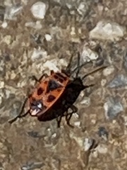 Pyrrhocoris apterus