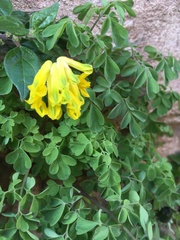 Pseudofumaria lutea