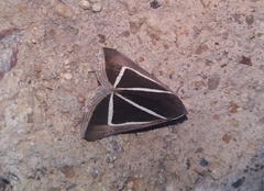 Chalciope delta