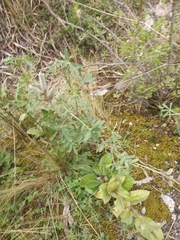 Lupinus altimontanus