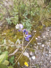 Lupinus altimontanus