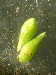 Cryptantha microstachys