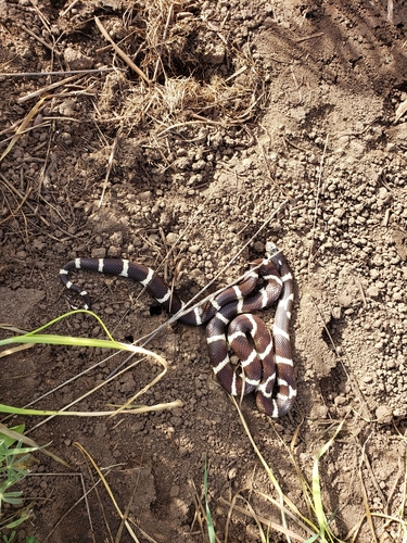 iNaturalist observation photo of California King Snake