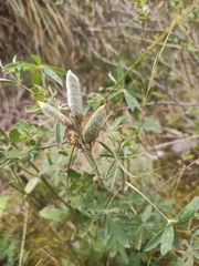 Lupinus altimontanus