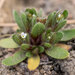 Plagiobothrys torreyi - Photo (c) Jared Manninen, alguns direitos reservados (CC BY-NC), uploaded by Jared Manninen