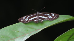 Phaedyma columella singa