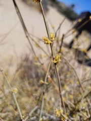 Ephedra californica
