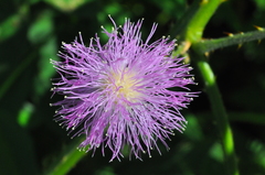 Mimosa sensitiva