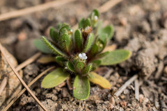 Plagiobothrys torreyi