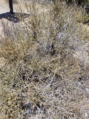 Ephedra californica
