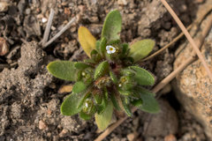 Plagiobothrys torreyi