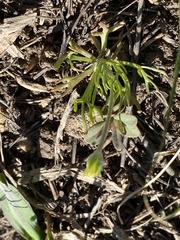 Ceratocephala testiculata