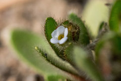 Plagiobothrys torreyi