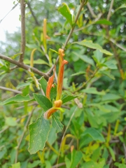 Anisotes rogersii