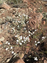 Cryptantha abramsii