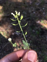 Noccaea fendleri