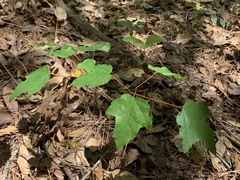 Acer rubrum drummondii