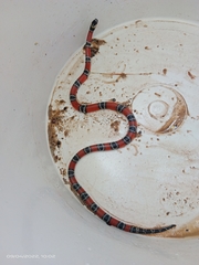 Micrurus sangilensis