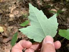 Acer rubrum drummondii