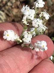 Cryptantha abramsii