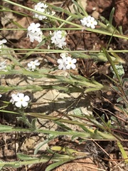 Cryptantha abramsii