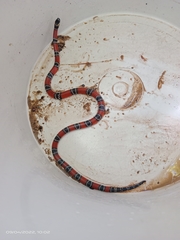 Micrurus sangilensis