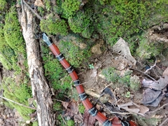 Micrurus sangilensis