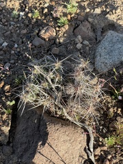 Micropuntia pulchella