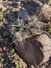 Micropuntia pulchella