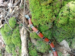 Micrurus sangilensis