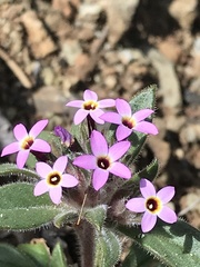 Collomia diversifolia
