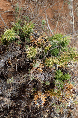 Image of Astroloba foliolosa by (c) Nicola van Berkel, some rights reserved (CC BY-SA)