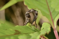 Timandra convectaria