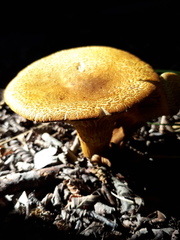 Austropaxillus statuum