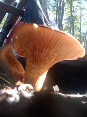 Austropaxillus statuum