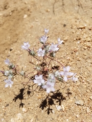 Eriastrum eremicum eremicum