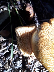 Austropaxillus statuum