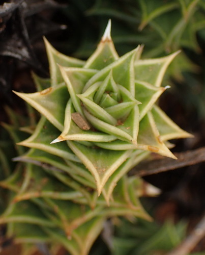Image of Astroloba foliolosa by (c) Nicola van Berkel, some rights reserved (CC BY-SA)