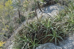 Agave bracteosa