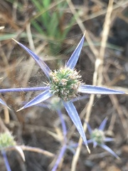 Eryngium creticum