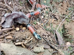 Micrurus sangilensis