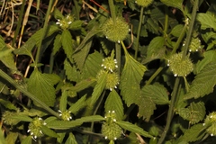 Leucas martinicensis