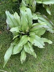 Angiospermae