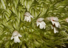 Leucas martinicensis