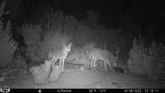 Canis latrans