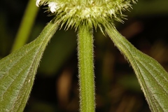 Leucas martinicensis