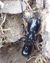 Plectroctena