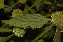 Leucas martinicensis