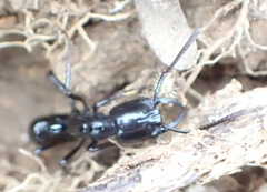 Plectroctena